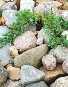 Juniperus horizontalis Wiltonii - Vue d'ensemble