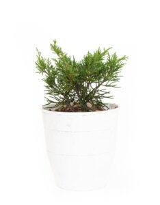 Juniperus media Old Gold - Plante en pot