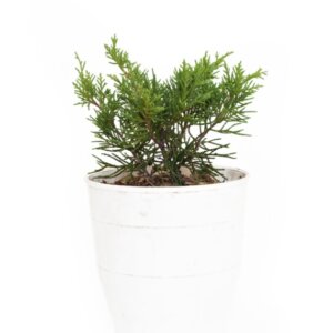 Juniperus media Old Gold - Plante en pot