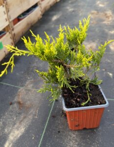 Juniperus media Old Gold Plante en pot