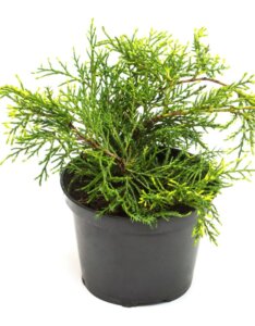 Juniperus media Old Gold - Plante en pot
