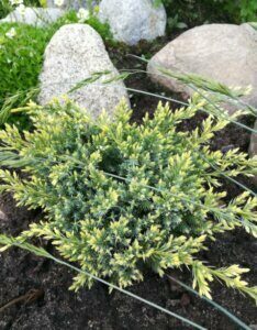 Juniperus squamata Holger - Vue d'ensemble