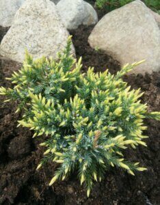 Juniperus squamata Holger - Vue d'ensemble