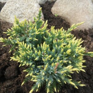 Juniperus squamata Holger - Vue d'ensemble