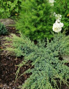 Juniperus squamata Holger - Vue d'ensemble