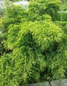 Juniperus x pfitzeriana Old Gold - Vue d'ensemble