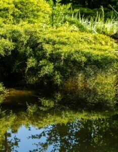 Juniperus x pfitzeriana Old Gold - Vue d'ensemble