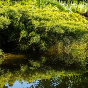 Juniperus x pfitzeriana Old Gold - Vue d'ensemble