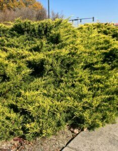 Juniperus x pfitzeriana Old Gold - Vue d'ensemble