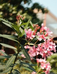 Laurier rose Rose - Pink Nerium oleander