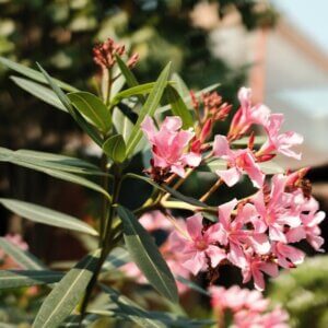 Laurier rose Rose - Pink Nerium oleander