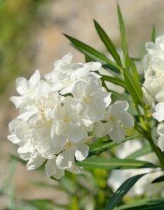 Nerium oleander blanc - Fleurs