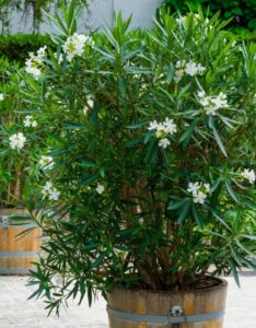 Nerium oleander blanc - Vue d'ensemble