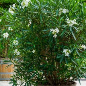 Nerium oleander blanc - Vue d'ensemble