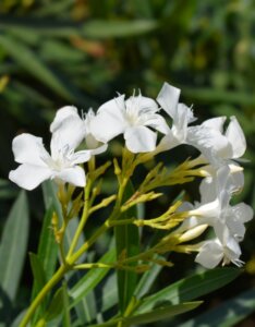 Nerium oleander blanc - Fleurs