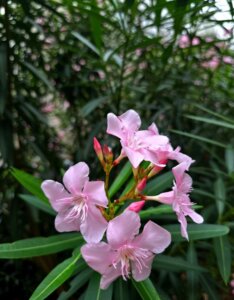 Nerium oleander rose - Fleurs