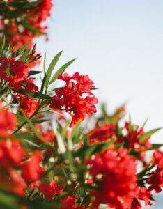 Nerium oleander - Fleurs