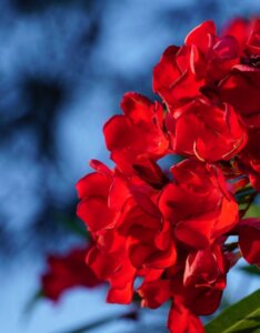 Nerium oleander - Fleurs