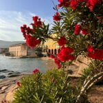 Nerium oleander - Vue d'ensemble