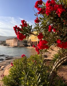 Nerium oleander - Vue d'ensemble