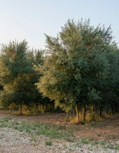 Olea europaea - Vue d'ensemble