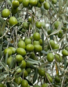 Olea europaea - Fruits