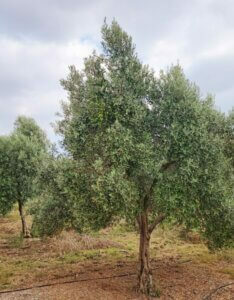 Olea europaea - Vue d'ensemble