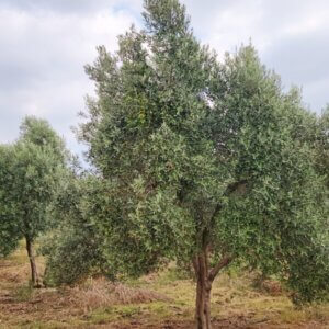 Olea europaea - Vue d'ensemble