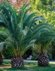 Phoenix canariensis - Vue d'ensemble