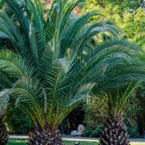 Phoenix canariensis - Vue d'ensemble