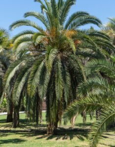Phoenix canariensis - Vue d'ensemble