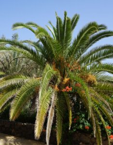Phoenix canariensis - Feuillage vue d'ensemble