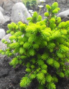Picea abies Little Gem - Vue d'ensemble
