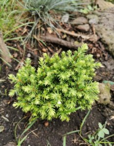 Picea abies Little Gem - Vue d'ensemble