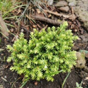Picea abies Little Gem - Vue d'ensemble