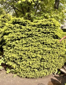 Picea abies Little Gem - Vue d'ensemble