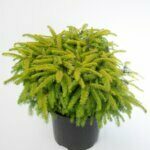 Picea abies Nidiformis - Plante en pot