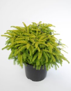 Picea abies Nidiformis - Plante en pot