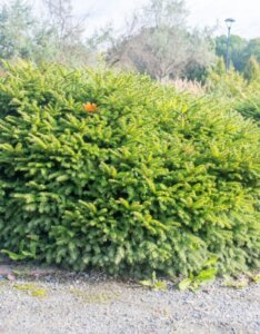 Picea abies Nidiformis - Vue d'ensemble