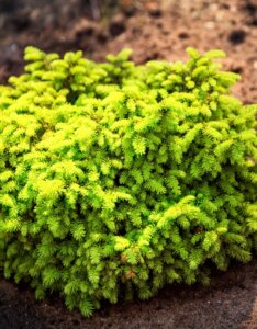 Picea abies Nidiformis - Vue d'ensemble