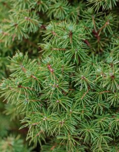 Picea abies Tompa - Feuillage