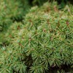 Picea abies Tompa - Feuillage