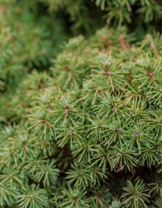 Picea abies Tompa - Feuillage