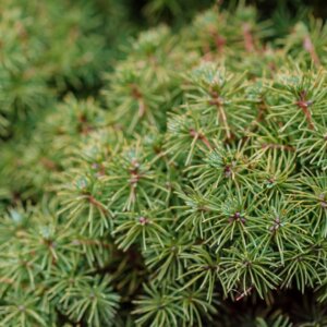Picea abies Tompa - Feuillage