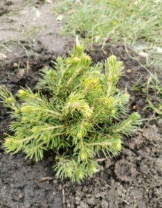 Picea abies Tompa - Vue d'ensemble