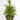 Picea abies Will’s Zwerg_1758593792