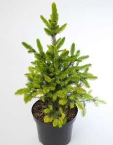 Picea abies Will’s Zwerg - Plante en pot