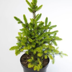 Picea abies Will’s Zwerg - Plante en pot