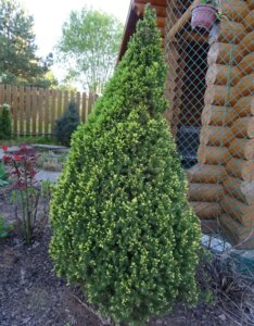 Picea glauca Rainbow's End - Vue d'ensemble