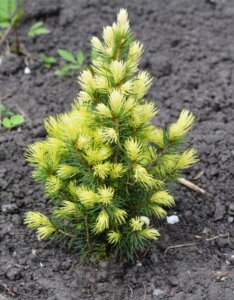 Picea glauca Rainbow's End - Jeune plant